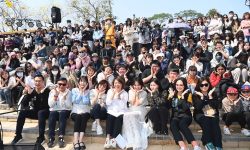 嘉義市八掌溪畔賞花 遊客爆棚